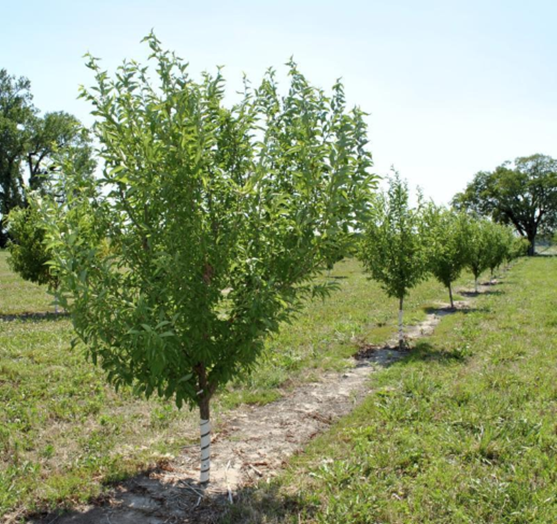 Apricot, Hardy - Image 2