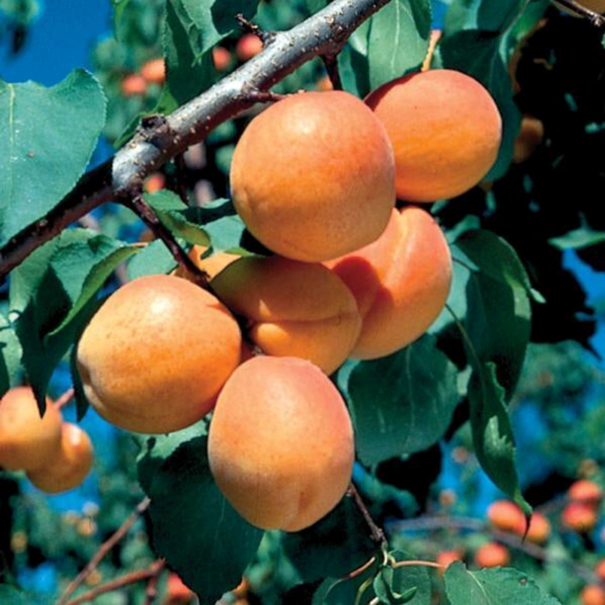 Apricot, Hardy