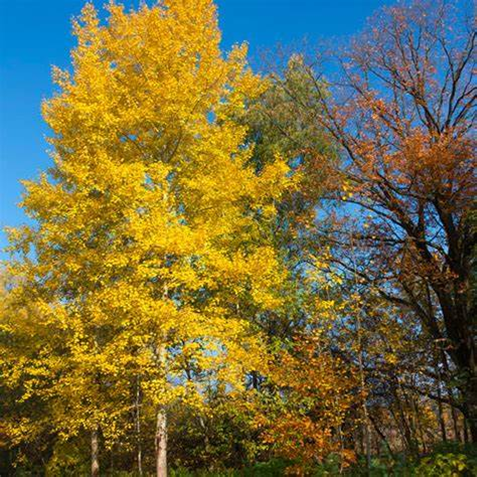 Cottonwood, Siouxland - Image 2