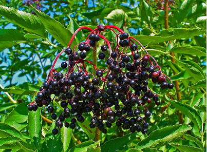 Elderberry - Image 2