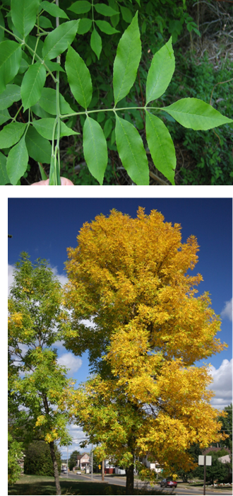 Ash, Green - Image 2